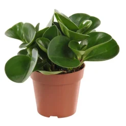 Best Peperomia en pot Ø 12cm