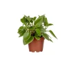 Sale Peperomia Pixie – Pot de Ø12 cm