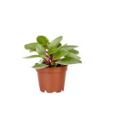 Online Peperomia Pixie plante baby en pot Ø 6 cm