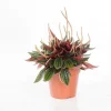 Best Peperomia rosso