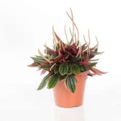 Best Peperomia rosso