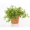 Discount Peperomia rotundifolia 25 cm. Le pot de 15 cm