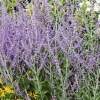 Best BOTANIC® Perovskia Atriplicifolia Blue Spire
