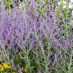 Best BOTANIC® Perovskia Atriplicifolia Blue Spire