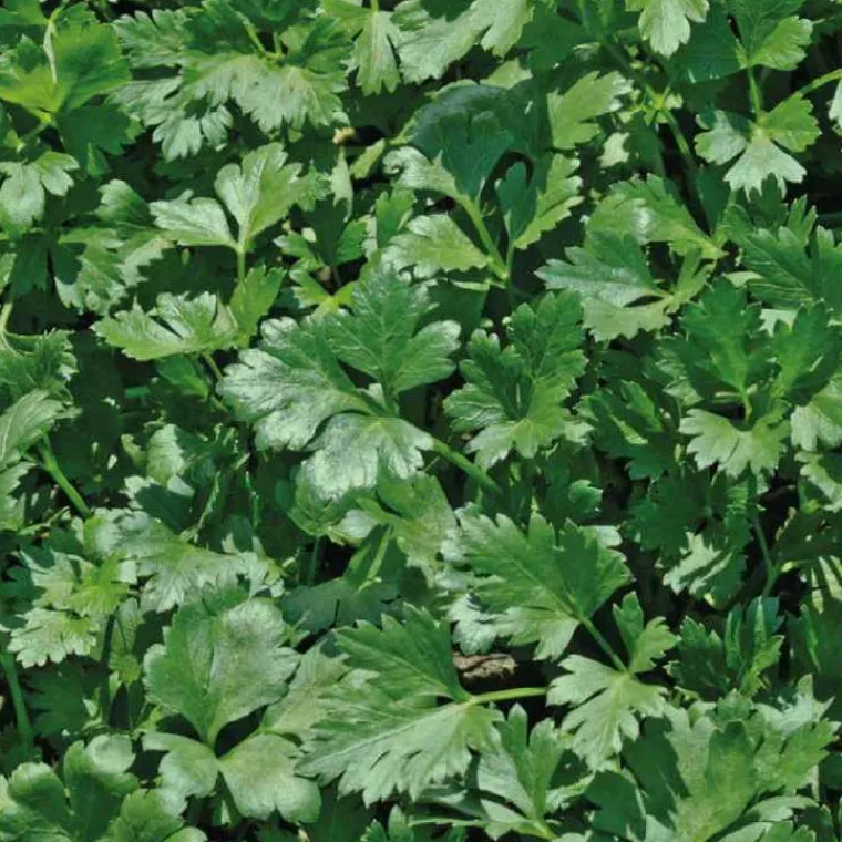 Best BOTANIC® Persil Commun Dit Plat Bio. Le pot de 2,5 litres