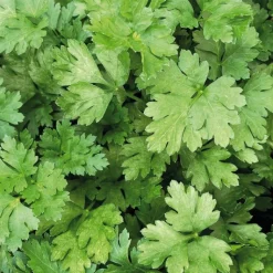 Best BOTANIC® Persil Commun Dit Plat Bio. Le pot de 2,5 litres