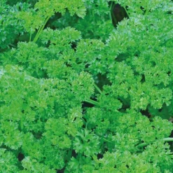 Outlet BOTANIC® Persil Frise Bio. Le pot de 2,5 litres