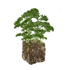 BOTANIC® Persil Frise Vert Fonce Bio. La motte de 4x4 cm