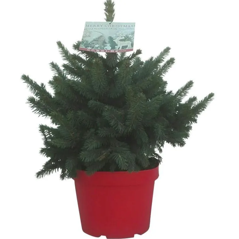 Clearance Petit sapin naturel épicéa Picea Pungens Super Blue