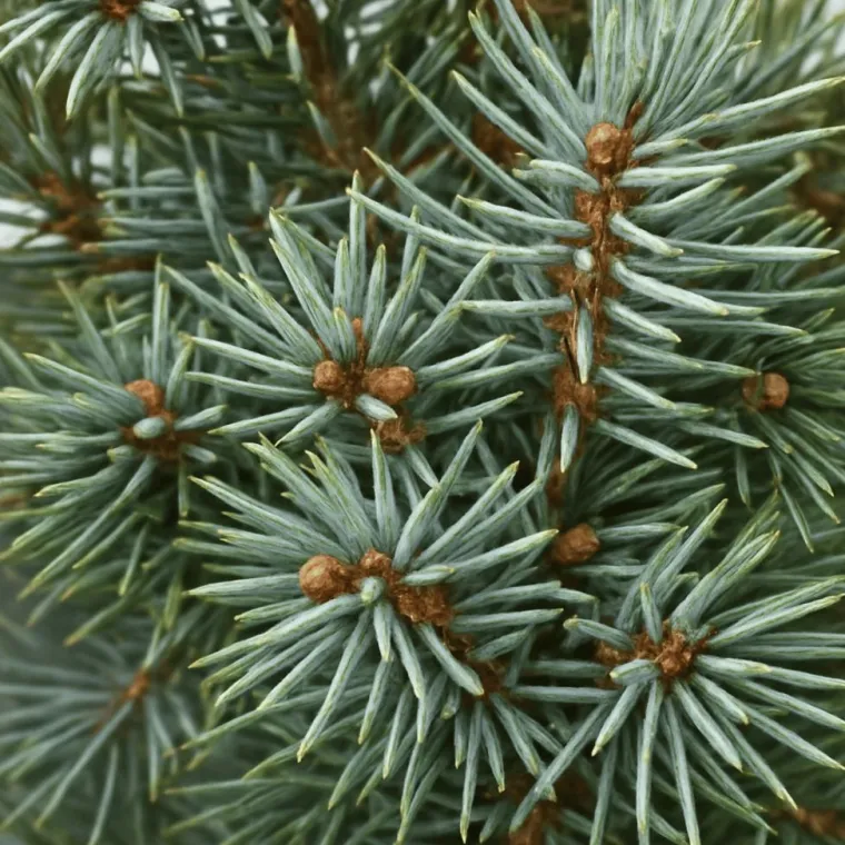 Clearance Petit sapin naturel épicéa Picea Pungens Super Blue
