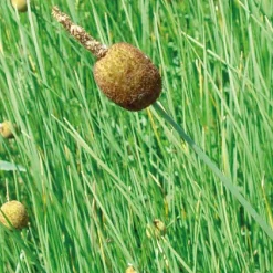 BOTANIC® Petite Massette godet 9x9 cm