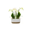 Outlet Phalaenopsis 2 branches jardinière Ø9 x 22 cm