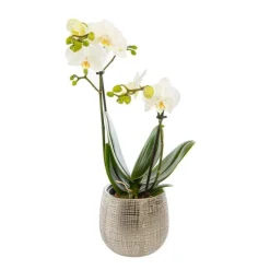 Outlet Phalaenopsis 2 brins avec cache pot en céramique. Le pot Ø 12 cm