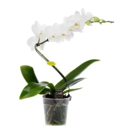 Outlet BOTANIC® Phalaenopsis spirale multicolore – Pot de 12 cm