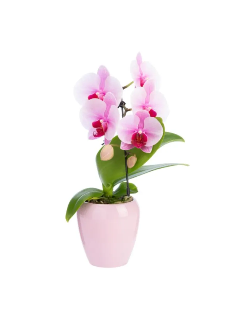 Outlet Phalaenopsis swan avec un cache-pot en céramique coloris blanc - Ø 7 cm H 30 cm