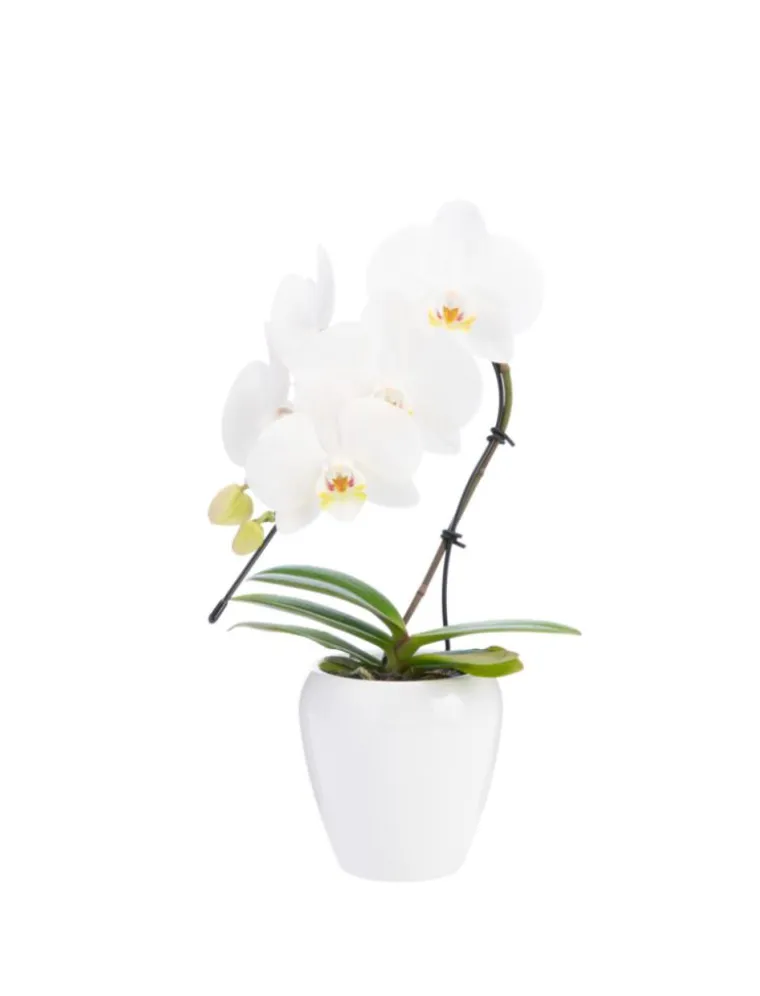 Outlet Phalaenopsis swan avec un cache-pot en céramique coloris blanc - Ø 7 cm H 30 cm