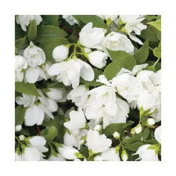 Discount Philadelphus Virginal (PHILADELFUS VIRGINALIS SNOW FLAKE), en pot de 7 litres