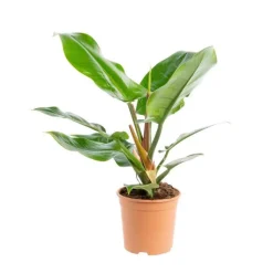 Online Philodendron Imperial Green pot Ø19xH55 cm
