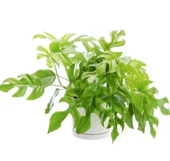 New BOTANIC® Philodendron minima vert en pot blanc émaillé . Le pot Ø 15 cm