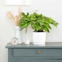 New BOTANIC® Philodendron minima vert en pot blanc émaillé . Le pot Ø 15 cm