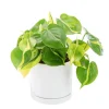 Outlet BOTANIC® Philodendron scandens Brazil vert en pot blanc émaillé . Le pot Ø 15 cm