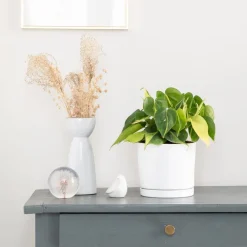 Outlet BOTANIC® Philodendron scandens Brazil vert en pot blanc émaillé . Le pot Ø 15 cm