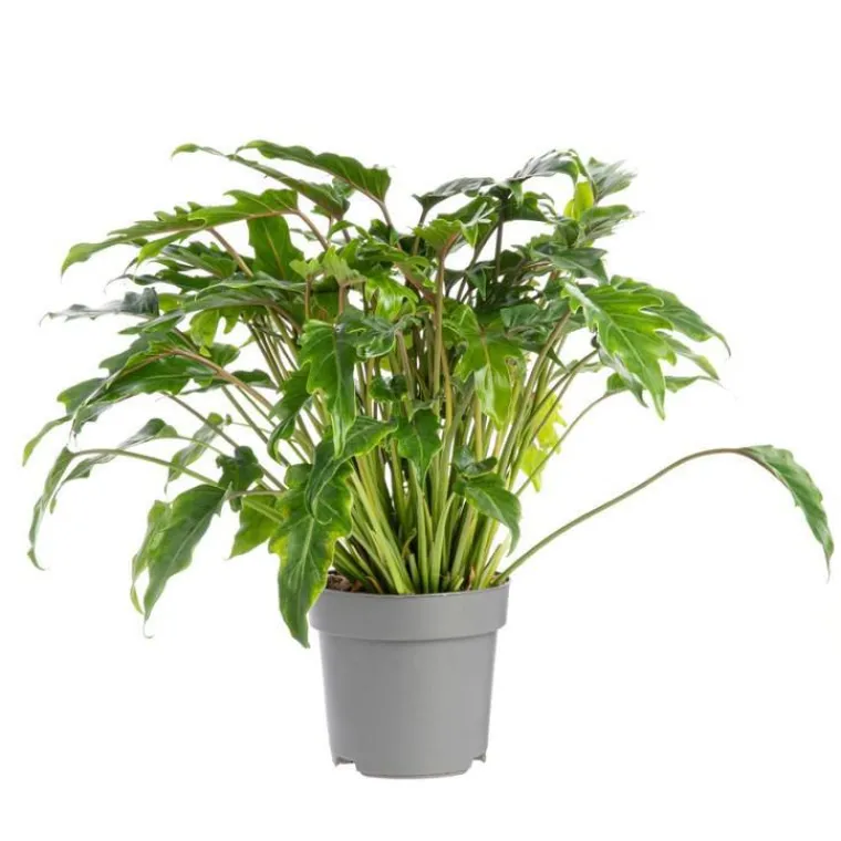 Clearance Philodendron Xanadu pot Ø21xH45 cm