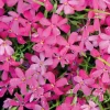 Discount BOTANIC® Phlox En Coussin rouge - Le pot de 9 x 9 cm