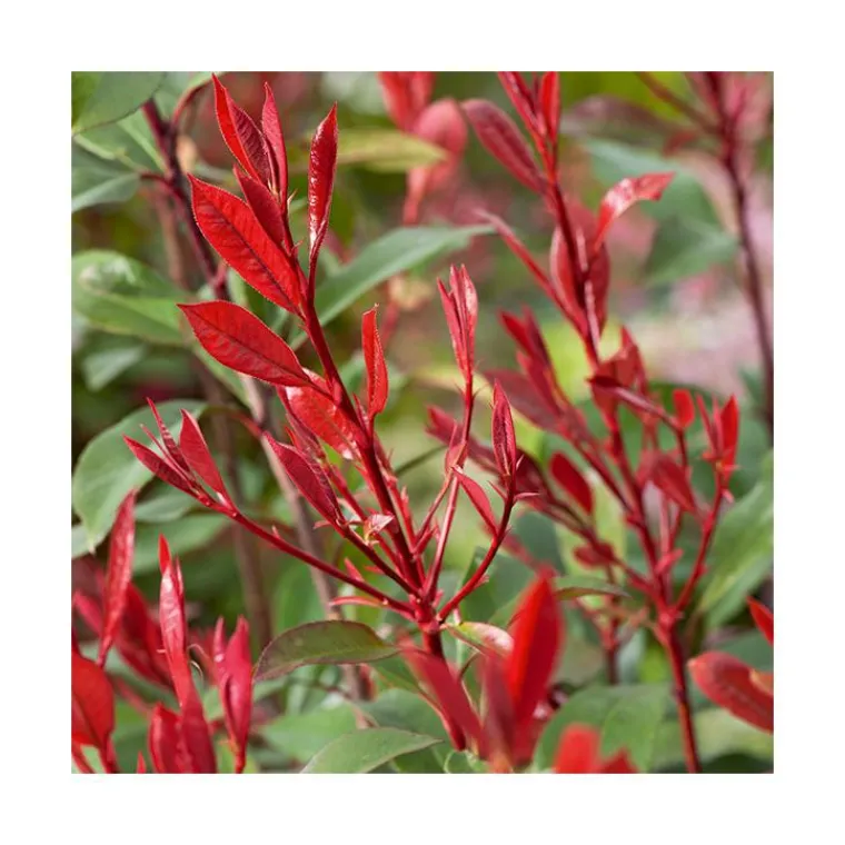 Best BOTANIC® Photinia carré rouge en pot de 3 litres