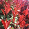 BOTANIC® Photinia Carré Rouge rouge. Le pot de 3 litres