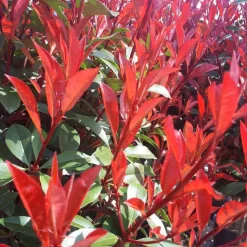 BOTANIC® Photinia Carré Rouge rouge. Le pot de 3 litres