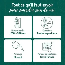 Sale BOTANIC® Photinia Red Robin - pot 7 L