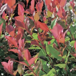Best BOTANIC Photinia ‘Red Robin’ rouge. Le pot de 7L