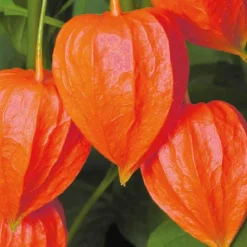 Sale BOTANIC® Physalis Amour En Cage - Le pot de 9 x 9 cm