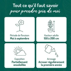 New BOTANIC® Pied d'Alouette Varié - Le pot de 9 x 9 cm