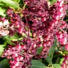 Sale Pieris Japonica Varié extra – Pot de 15L