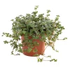 Online Pilea glauca greyzy