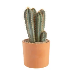 Clearance BOTANIC® Pilosocereus azureus en pot terre cuite H 10 x Ø 20 cm