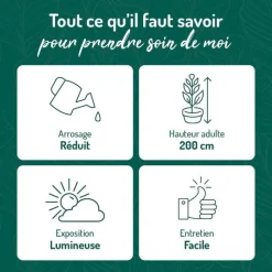 Clearance BOTANIC® Pilosocereus azureus en pot terre cuite H 10 x Ø 20 cm