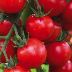 Online BOTANIC® Plant Greffé De Tomate Cerise Supersweet 100 Bio. Le pot de 9x9 cm