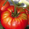 Sale BOTANIC® Plant Greffé De Tomate Ronde Buffalo Steak Bio. Le pot de 9x9 cm