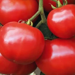 Best BOTANIC® Plant Greffé De Tomate Ronde Estiva Bio. Le pot de 9x9 cm