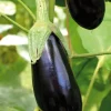 Discount BOTANIC® Plant Greffe Aubergine Longue Baluroi Bio. Le pot de 1 litre