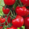 Outlet BOTANIC® Plant Greffe Tomate Cerise Supersweet 100 Bio. Le pot de 1 litre