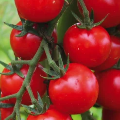 Outlet BOTANIC® Plant Greffe Tomate Cerise Supersweet 100 Bio. Le pot de 1 litre