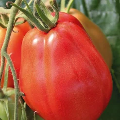 Sale BOTANIC® Plant Greffe Tomate Côtelee Corazon Bio. Le pot de 1 litre