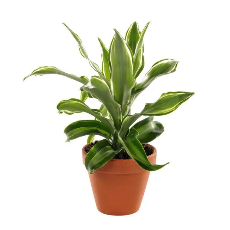 New Plante à coupe variété au choix en pot en terre Ø 9 cm