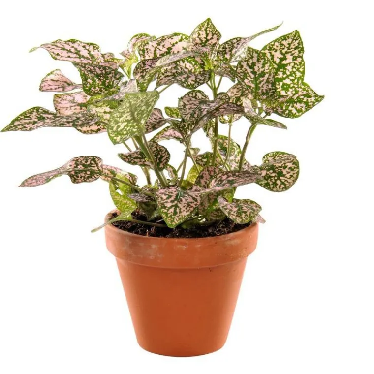 New Plante à coupe variété au choix en pot en terre Ø 9 cm
