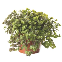 Sale Plante Amie Des Animaux Callisia Bio. Le pot de diamètre 11 cm