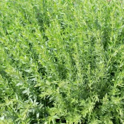 Outlet Plante Amie Du Jardinier Hysope Bio. Le pot de 10,5 cm